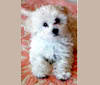 Sweetie, a Poodle (Small) and Bichon Frise mix tested with EmbarkVet.com