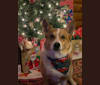 Photo of Zach, a Pembroke Welsh Corgi and Chihuahua mix in Lander, WY, USA