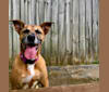 Bailey, a Boxer and American Pit Bull Terrier mix tested with EmbarkVet.com