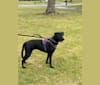 Harley, a Labrador Retriever and German Shepherd Dog mix tested with EmbarkVet.com