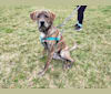 Brindley, a Great Pyrenees and Catahoula Leopard Dog mix tested with EmbarkVet.com