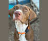 Molty, a Labrador Retriever and Bloodhound mix tested with EmbarkVet.com