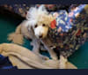 Leo, a Poodle (Standard) tested with EmbarkVet.com
