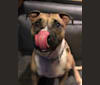 Kaiju, an American Staffordshire Terrier and American Pit Bull Terrier mix tested with EmbarkVet.com