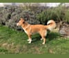 Pepina, an Eastern European Village Dog and German Shepherd Dog mix tested with EmbarkVet.com