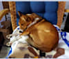 Photo of Buddy, a Shetland Sheepdog, Miniature Pinscher, and German Shepherd Dog mix in Huntsville, Alabama, USA