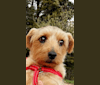 Chili, a Norfolk Terrier tested with EmbarkVet.com