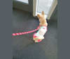 Daldal, a Japanese or Korean Village Dog tested with EmbarkVet.com