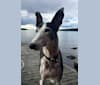 Gina, a Western European Village Dog and Greyhound mix tested with EmbarkVet.com