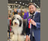 Betty, a Bearded Collie tested with EmbarkVet.com