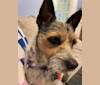 Juniper, a Chihuahua and Russell-type Terrier mix tested with EmbarkVet.com