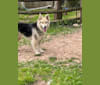 Dimitri, a White Shepherd (9.8% unresolved) tested with EmbarkVet.com