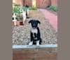 Photo of Ralph, an Australian Cattle Dog, American Pit Bull Terrier, Rottweiler, and Australian Shepherd mix in Lubbock, Texas, USA