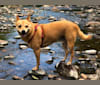 Donte, a Chihuahua and Shiba Inu mix tested with EmbarkVet.com