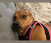 Honey, a Chihuahua and Rat Terrier mix tested with EmbarkVet.com