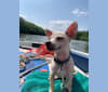 Rocket Chip, a Chihuahua and Rat Terrier mix tested with EmbarkVet.com