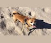 Armani, a Chihuahua and Miniature Pinscher mix tested with EmbarkVet.com
