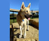 Photo of Skye, a Siberian Husky and German Shepherd Dog mix in Dallas, Texas, USA