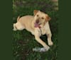 Reilly, a Labrador Retriever and Miniature Schnauzer mix tested with EmbarkVet.com