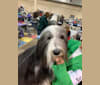 Brampton’s Let it be (Sam), a Bearded Collie tested with EmbarkVet.com