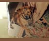 Photo of Keno, a Labrador Retriever, Boxer, Chow Chow, and German Shepherd Dog mix in Norfolk, Virginia, USA