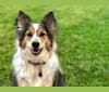 Naia, an Australian Cattle Dog and Australian Shepherd mix tested with EmbarkVet.com