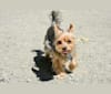 Milo, a Miniature Schnauzer and Biewer Terrier mix tested with EmbarkVet.com