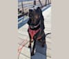 Monroe, a Black and Tan Coonhound tested with EmbarkVet.com