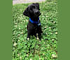 Toby Sasquatch Harris, a Labrador Retriever and German Shepherd Dog mix tested with EmbarkVet.com