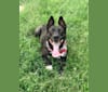 Photo of Dingo, an American Pit Bull Terrier, German Shepherd Dog, Chow Chow, and American Staffordshire Terrier mix in Georgetown, Kentucky, USA