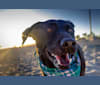 Bodhi, a Mixed and Dachshund mix tested with EmbarkVet.com