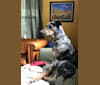 Louisiana Mae, a Catahoula Leopard Dog and German Shepherd Dog mix tested with EmbarkVet.com