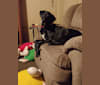 Surly, a Labrador Retriever and Collie mix tested with EmbarkVet.com