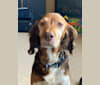 Misty, a Brittany tested with EmbarkVet.com