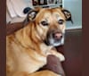 Photo of Maddie, an American Pit Bull Terrier, Boxer, Golden Retriever, Beagle, American Foxhound, and Mixed mix in West Virginia, USA