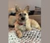 Bodhi, a Japanese or Korean Village Dog and Pembroke Welsh Corgi mix tested with EmbarkVet.com