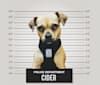 Cider, a Chihuahua and Miniature Pinscher mix tested with EmbarkVet.com