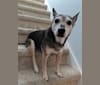 Photo of Queen Taco, a Rat Terrier, American Pit Bull Terrier, Russell-type Terrier, Chow Chow, and Mixed mix in New Jersey, USA