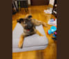 Cap, a Hong Kong Village Dog tested with EmbarkVet.com