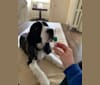 Sailor, an English Springer Spaniel tested with EmbarkVet.com