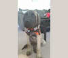 Kosar, a Mastiff tested with EmbarkVet.com