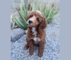 Tormund, a Poodle tested with EmbarkVet.com