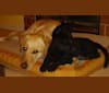 Lexi, a Siberian Husky and German Shepherd Dog mix tested with EmbarkVet.com