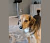 Beau, a Poodle (Small) and Beagle mix tested with EmbarkVet.com