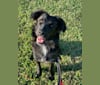 Photo of Luna, a Border Collie, Catahoula Leopard Dog, Saint Bernard, German Shepherd Dog, American Pit Bull Terrier, and Chow Chow mix in Greensboro, North Carolina, USA