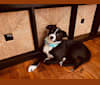 Petunia, an Australian Cattle Dog and Beagle mix tested with EmbarkVet.com