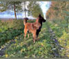 Mattie, a Belgian Shepherd tested with EmbarkVet.com