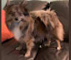 Thea, a Pomeranian tested with EmbarkVet.com