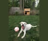 Denali, an American Pit Bull Terrier and Labrador Retriever mix tested with EmbarkVet.com