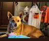 Lola, a Pomeranian and Chihuahua mix tested with EmbarkVet.com